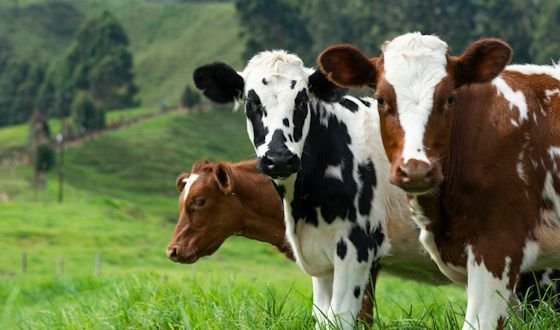 Food, Agriculture, Livestock & Dairy